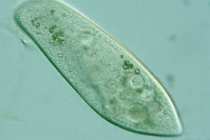 Buty infusoria. Opis, funkcje, budowanie i reprodukcja prysznice infusoria Buty infusoria. Opis, funkcje, budowanie i reprodukcja prysznice infusoria